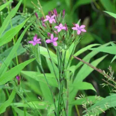 Deptford pink thumbnail 3