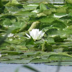 American white waterlily thumbnail 4
