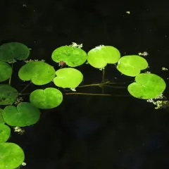European Frog-bit thumbnail 2