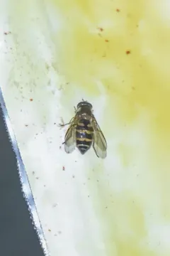 Common Bristleside thumbnail 2