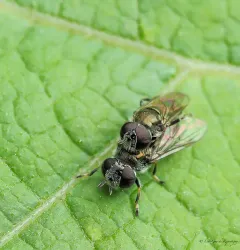 Shadowy Psyllid-killer thumbnail 2