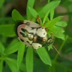 Anchor Stink Bug thumbnail 2