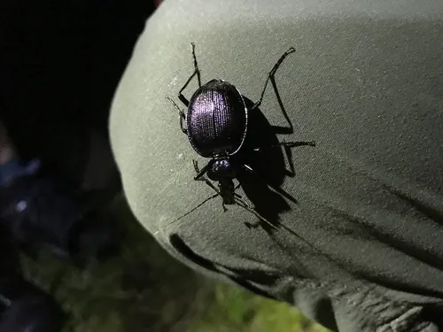 Bereft Snail-eating Beetle