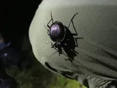 Bereft Snail-eating Beetle thumbnail 1