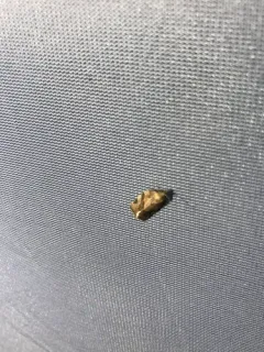 Pandemis pyrusana thumbnail 2