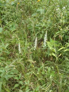 Spring Ladies' Tresses thumbnail 3