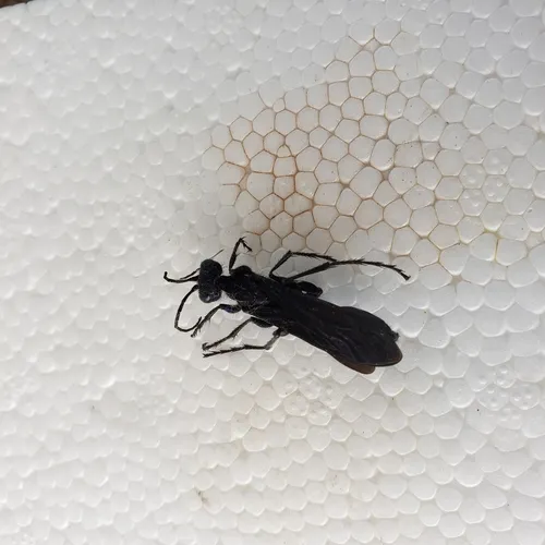 Steel-blue Cricket-hunter Wasp