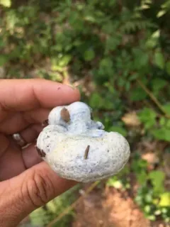 Silver-blue Milkcap thumbnail 3
