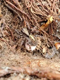 Hilltop Wolf Spider thumbnail 4