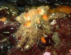 Rhinoceros Crab thumbnail 3