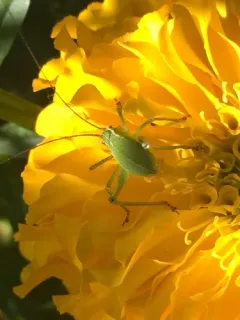 Speckled Bush-cricket thumbnail 4