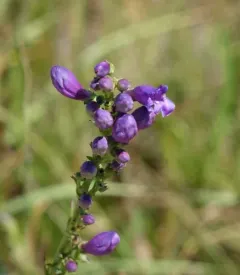 Rocky Mountain beardtongue thumbnail 2