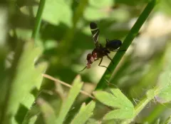Tritoxa cuneata thumbnail 2