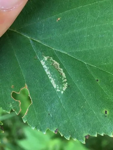 Phyllonorycter obscuricostella