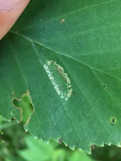 Phyllonorycter obscuricostella thumbnail 1