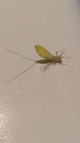 Margined Flat-headed Mayfly