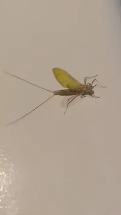 Margined Flat-headed Mayfly thumbnail 1