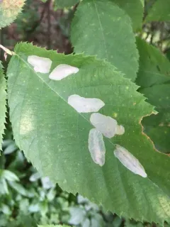 Phyllonorycter tritaenianella thumbnail 1
