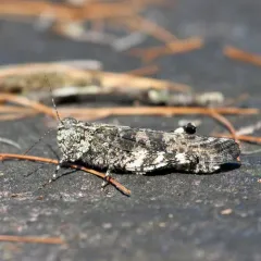 Crackling Forest Grasshopper thumbnail 2