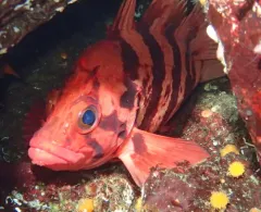Tiger Rockfish thumbnail 1