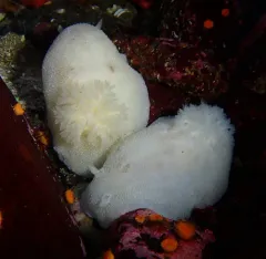 Freckled Dorid thumbnail 3