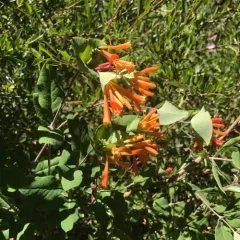 orange honeysuckle thumbnail 2