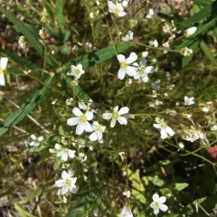 Fescue Sandwort thumbnail 3
