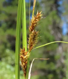 western inflated sedge thumbnail 1