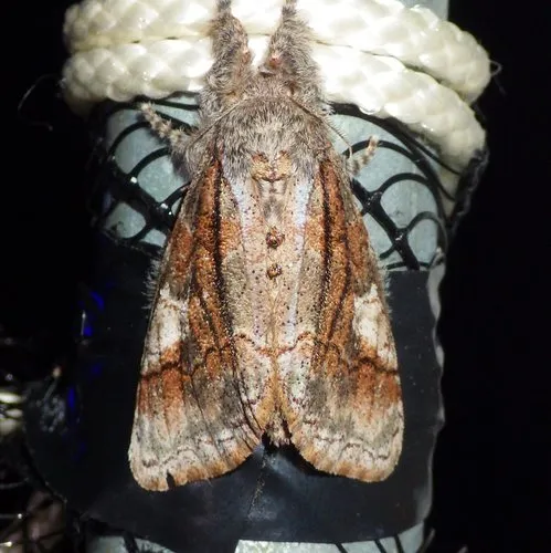 Streaked Tussock Moth