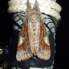 Streaked Tussock Moth thumbnail 1