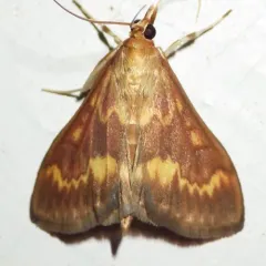 European Corn Borer Moth thumbnail 1