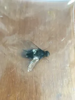 Villa hypomelas thumbnail 1