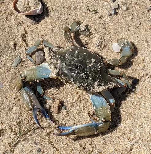 Atlantic Blue Crab
