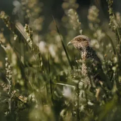 Dusky Grouse thumbnail 3