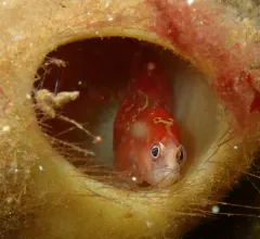 Longfin gunnel thumbnail 2