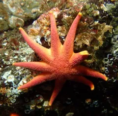 Purple Sun Star thumbnail 2