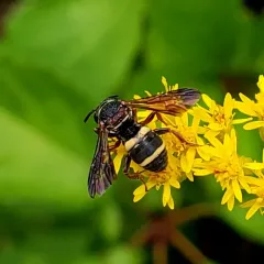 Two-banded Cellophane-cuckoo Bee thumbnail 3