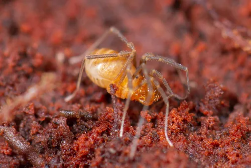 Briggsus clavatus