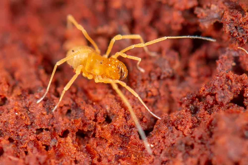 Briggsus flavescens