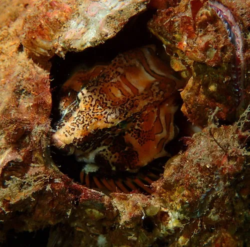 Grunt Sculpin