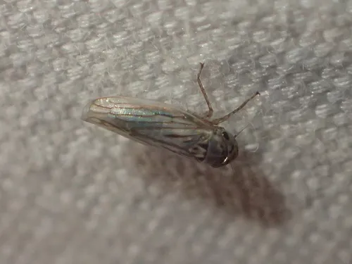 Gray Lawn Leafhopper