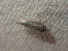 Gray Lawn Leafhopper thumbnail 1