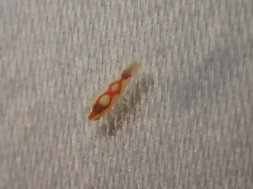 Zygina flammigera