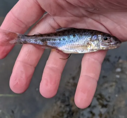Trout-perch