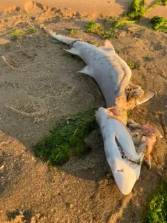 Sand Tiger Shark thumbnail 1