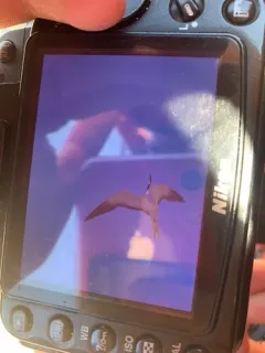 Sooty Tern thumbnail 2