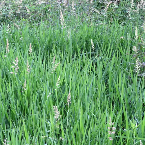 reed canary grass