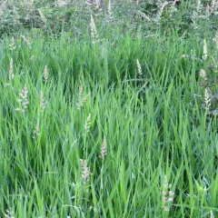 reed canary grass thumbnail 1