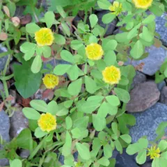 hop trefoil thumbnail 4