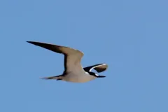 Sooty Tern thumbnail 3
